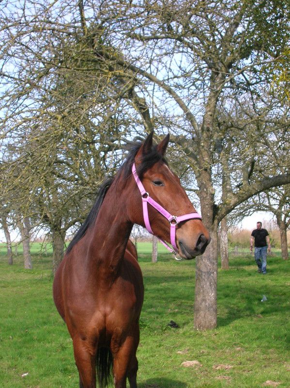 Mes Chevaux Liza Et Sirvana mes chevaux liza et sirvana